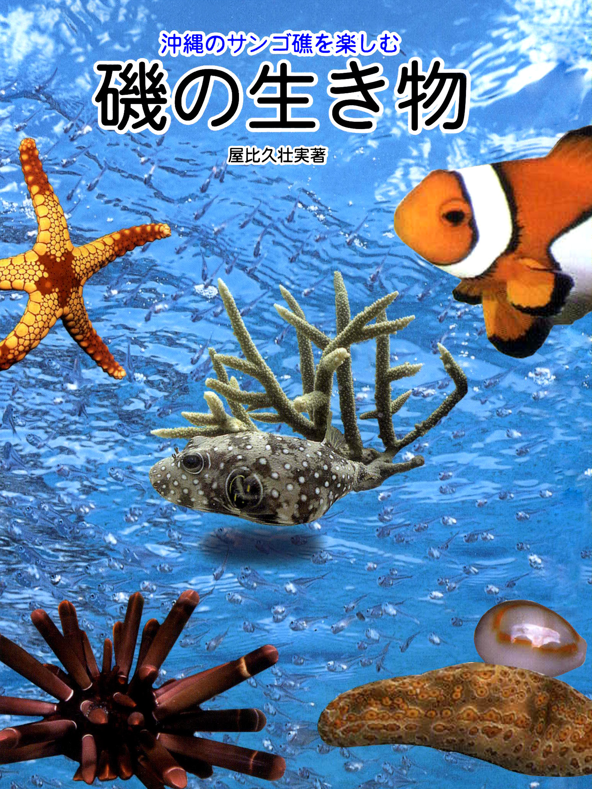 沖縄のサンゴ礁を楽しむ磯の生き物