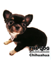 THE DOG　Photo Book Collection Chihuahua【書籍】