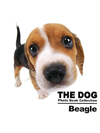 THE DOG　Photo Book Collection　Beagle【書籍】
