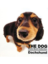 THE DOG　Photo Book Collection　Dachshund【書籍】