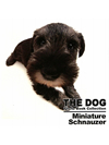 THE DOG　Photo Book Collection Miniature Schnauzer【書籍】